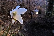 90 In compagnia degli ellebori rientriamo alla Santella del Pret Zambel